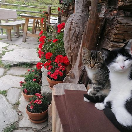 Birnbaum Chalets Grossarl Zewnętrze zdjęcie