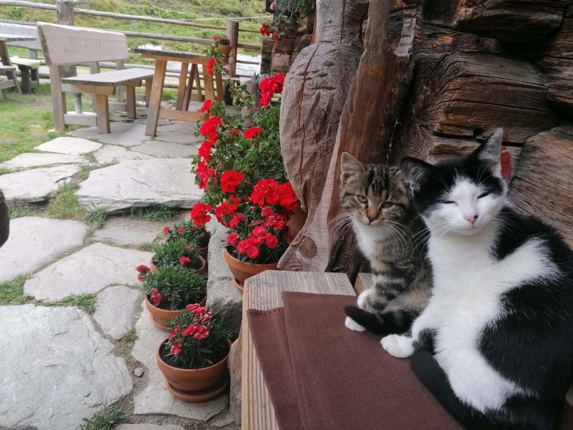 Birnbaum Chalets Grossarl Zewnętrze zdjęcie